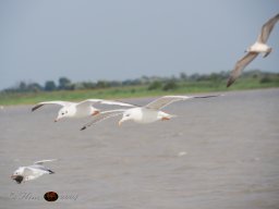 Musikalische Tagesfahrt zum Neusiedlersee am 21. 08. 2024